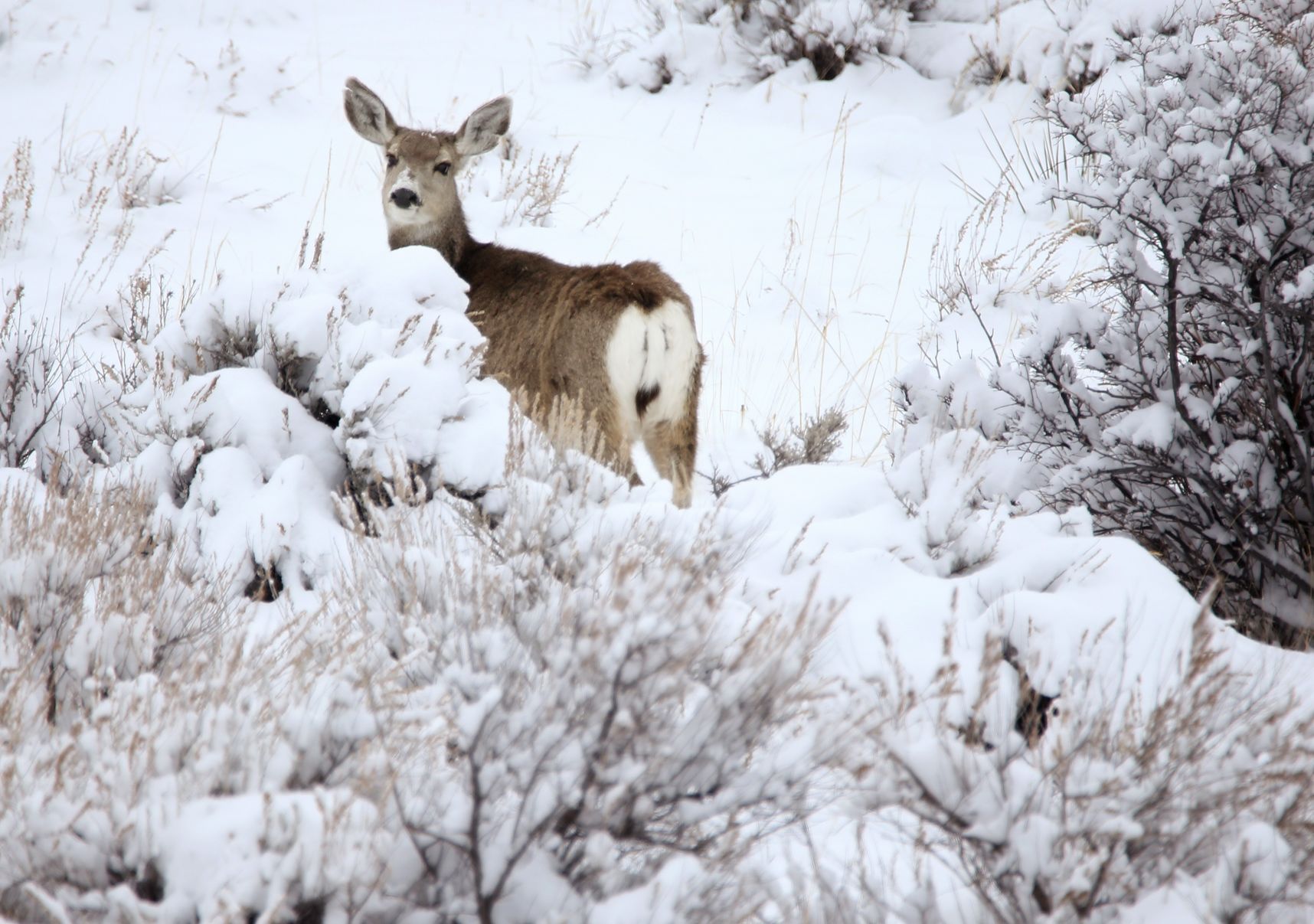 A mule deer
